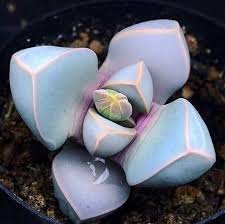 Sea Green Lapidaria Margaretae Plant Seeds - Perfect For Your Garden