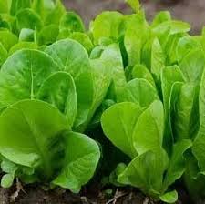 Green Kai-LAN Seeds for Home Planting