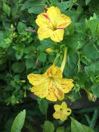 Yellow Red Four O'Clock Flower Planting  Seeds for Vibrant Blooms in Your Garden