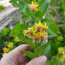 Green Hoya Flower Seeds for Planting Sun Loving Heirloom & GMO Free Seeds for Home Garden Sale