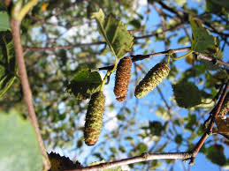 White Paper Birch Tree Seeds (Betula papyrifera) Seeds