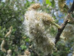 Willow Tree Seeds for Planting - Elegant Shade Provider, Perfect for Landscapes and Gardens