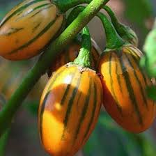 Udumalpet Eggplant Vegetable Seeds for Easy Planting