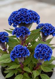 Cockscomb Blue Flower Seeds for Planting  Vibrant Annual Blooms