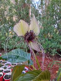 White Tacca Nivea Plant Seeds for Planting  Seed for Unique and Exotic Blooms, Ideal for Adding Elegance to Your Garden