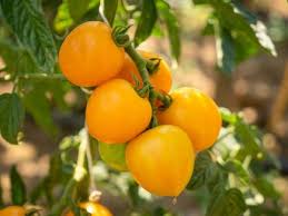 Yellow Tomato Seeds for Planting