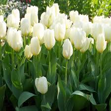 Tulip Flower White Collection Planting Seeds  Perfect for Elegant and Serene Garden Blooms