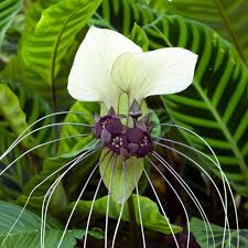 White Tacca Nivea Plant Seeds for Planting  Seed for Unique and Exotic Blooms, Ideal for Adding Elegance to Your Garden