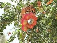 Mixed Pithecellobium Seeds for Planting