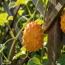 Kiwano Cucumis Seeds for Planting - Grow Exotic Fruit