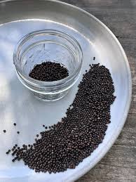 Sage Salvia Officinalis seeds for aromatic herbs