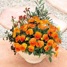 Orange Viola Sorbet Seeds for Planting | Vibrant Flower Seeds for Your Garden