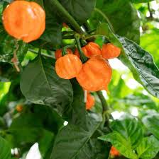 Bahamian Vegetable Seeds for Planting