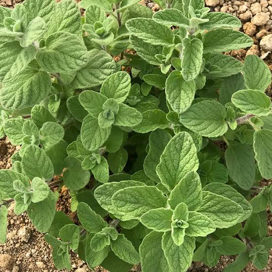 Zaatar Plant Seeds Planting