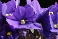 Mini African Violet Seeds for Indoor & Outdoor Planting - Easy to Grow