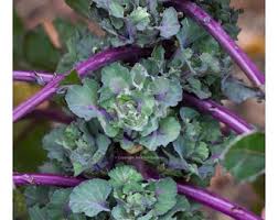 Purple Kalettes Vegetable Seeds for Planting