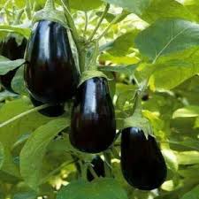 SAFLAX Eggplant Seeds for Easy Planting  Grow Your Own Vegetables
