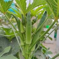 Orka Vegetable Seeds for Planting
