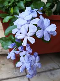 Blue Jasminum Sambac Flower Seeds for Planting Pollinator Friendly Heirloom & GMO Free Seeds for Home Garden
 
 Sale