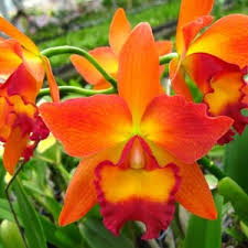 Orange Cattleya Orchid Seeds for Planting  Stunning Garden Flowers