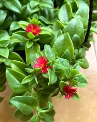 Vibrant Red Aptenia Cordifolia Flower Seeds for Easy Planting
