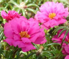 Pink Portulaca Grandiflora Seeds for Planting Vibrant Annual Flowers Heirloom Non-GMO Seeds