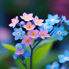 Pink Blue Mini Violet Flower Seeds for Planting Cottage Garden Essential Heirloom & GMO Free Seeds for Home Garden
 
 Sale