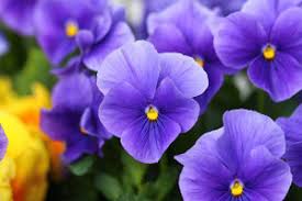 Blue Crystal Flower Seeds - Perfect for Planting