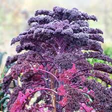 Red Veins Scarlet Kale Seeds for Planting