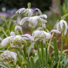 White Galanthus Nivalis Seeds for Planting - Beautiful Snowdrop Flower Seeds