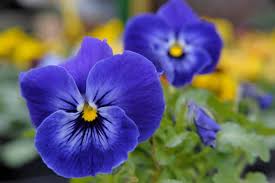 Blue Crystal Flower Seeds - Perfect for Planting
