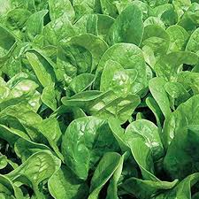 Green Kai-LAN Seeds for Home Planting