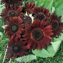 Chocolate Sunflower Seeds - Perfect for Planting