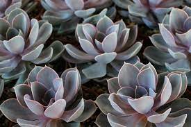 Succulents Radiation Fleshy Plant
