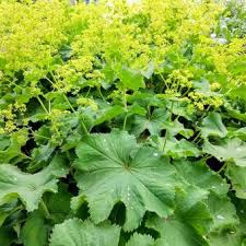 Planting Guide for Achemilla Mollis Seeds