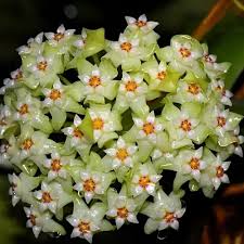Lime Green Hoya Flower Seeds for Planting Pollinator Friendly Heirloom & GMO Free Seeds for Home Garden
 
 Sale