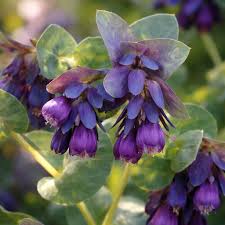 Blue Honeywort Seeds for Planting - Easy to Grow