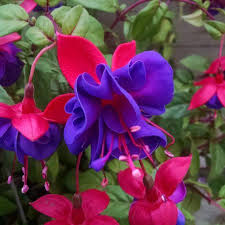 Dark Blue Red Fuchsia Flower Seeds for Planting Fragrant Blossoms Heirloom & GMO Free Seeds for Home Garden
 
 Sale