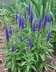 Veronica Spicata Planting for Vibrant Blooms  Seeds for a Lush and Colorful Garden