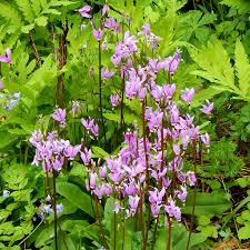Pink White Dodecatheon Seeds - Perfect for Planting in Spring and Summer Gardens