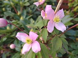 Peach Clematis Flower Seeds for Planting Pollinator Friendly Heirloom & GMO Free Seeds for Home Garden Sale