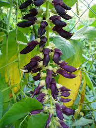 Velvet Bean Seeds for Planting - Grow Your Own Vegetables