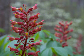 Aesculus Pavia Planting Seeds - Ideal for Growing