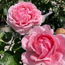 Pink Home Garden Rose Flower Seeds for Planting Easy to Grow Heirloom & GMO Free Seeds for Home Garden
 
 Sale