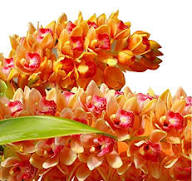 Orange Cymbidium Orchid Seeds - Elegant Blooms for Planting