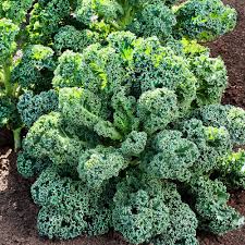 Kale Seeds for Planting Brassica oleracea for vegetable patches and urban gardens