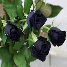 Blue Black Rose Seeds for Planting