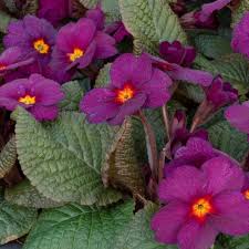 Violet Primrose Seeds for Planting: Brighten Your Landscape
