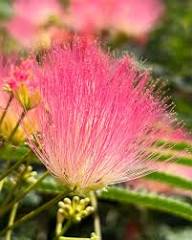 Cream Albizia Flower Seeds for Planting Hardy Variety Heirloom & GMO Free Seeds for Home Garden
 
 Sale