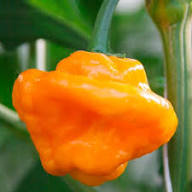 Trinidad Moruga Orange Seeds for Planting